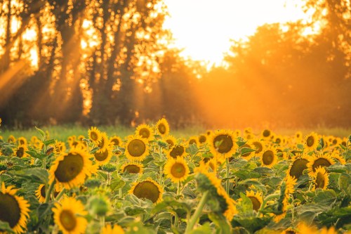 A field of sunflowers bathed in golden sunlight, with trees in the background and rays of light shining through.