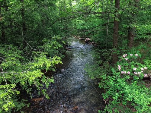 A serene stream flows through a lush green forest, surrounded by trees and blooming flowers.
