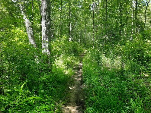 A narrow dirt path winding through a lush green forest filled with trees and dense foliage.