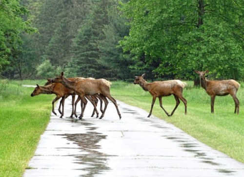A group of deer crossing a wet pathway surrounded by lush green trees.