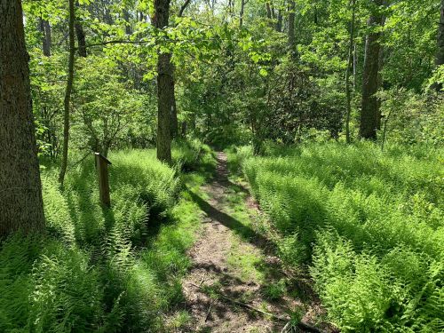 A serene forest path surrounded by lush green ferns and trees, inviting exploration in a peaceful natural setting.