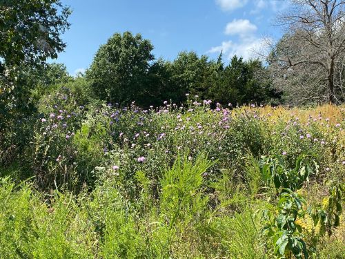 A vibrant field of wildflowers with purple blooms, surrounded by green foliage and trees under a clear blue sky.