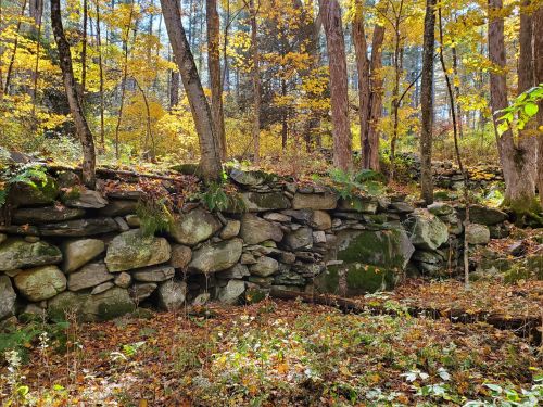 A stone wall covered in moss, surrounded by trees with autumn leaves in a vibrant forest setting.