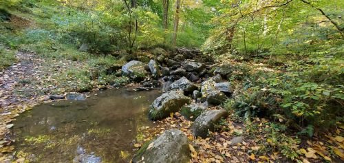 A serene forest scene featuring a small stream flowing over rocks, surrounded by lush greenery and autumn leaves.