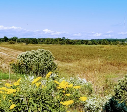 A scenic view of a field with golden flowers in the foreground and a clear blue sky above.