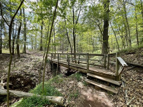 A wooden bridge spans a small ravine in a lush, green forest with trees and sunlight filtering through the leaves.