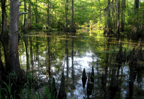 Lush green swamp with cypress trees and reflections in the water, creating a serene natural landscape.