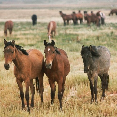 Two horses stand in a grassy field, with a herd of horses grazing in the background.