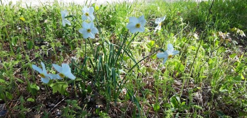 A cluster of white daffodils blooming among green grass and foliage in a sunny outdoor setting.