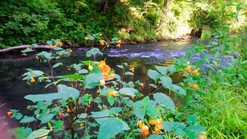 A serene river flows through a lush green landscape, with vibrant orange flowers in the foreground.