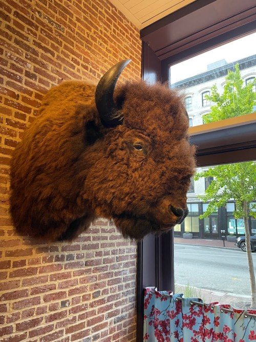 A mounted bison head on a brick wall, with a view of a street and trees outside the window.
