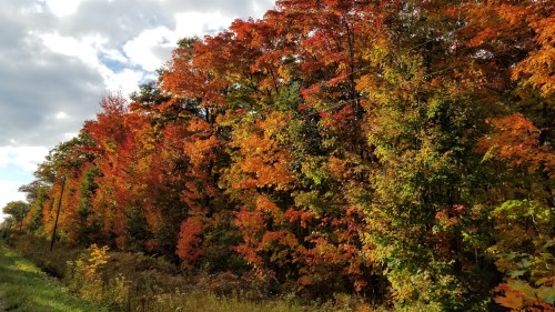 Vibrant autumn trees with orange and yellow leaves line a grassy path under a partly cloudy sky.