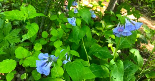 A cluster of blue flowers surrounded by green leaves in a lush, natural setting.