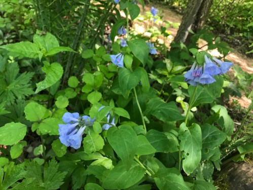 A cluster of blue flowers surrounded by green leaves in a lush, natural setting.