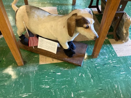 A taxidermy dog on a wooden base, with an American flag and a plaque, placed on a green and white tiled floor.