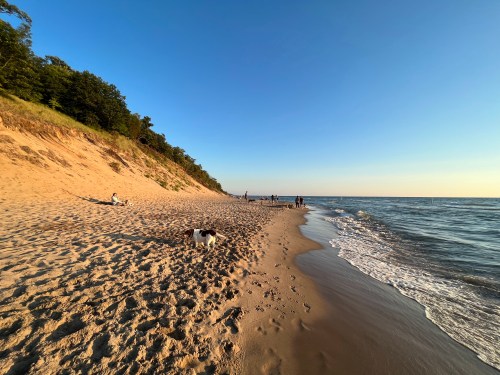 A sandy beach with gentle waves, people walking in the distance, and a dog playing near the shore under a clear sky.