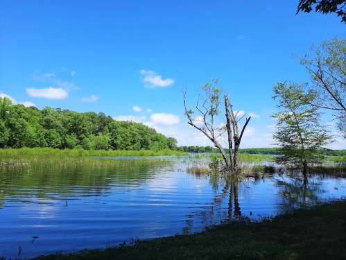 A serene lake scene with calm water, lush green trees, and a bare tree standing on the shore under a blue sky.