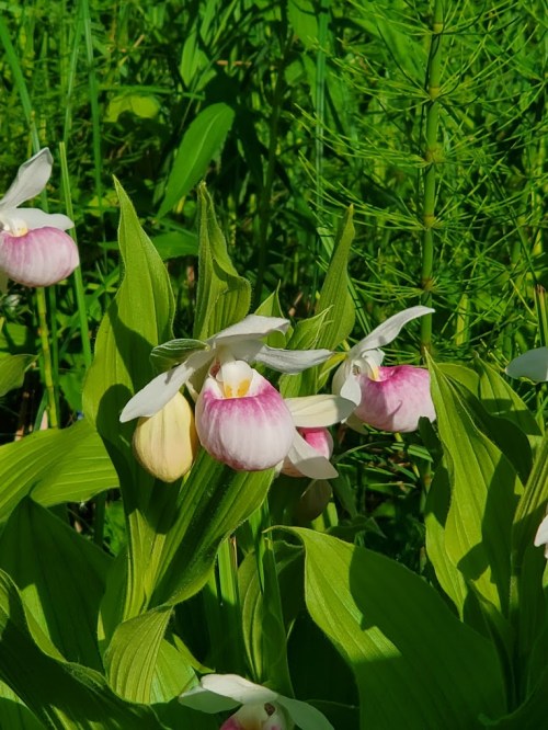 A cluster of pink and white orchids surrounded by lush green foliage.