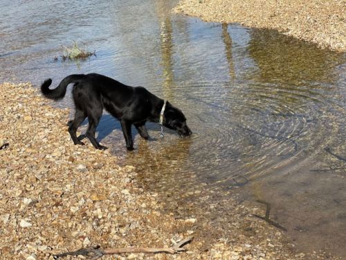 A black dog stands in shallow water, sniffing the surface among pebbles and ripples.