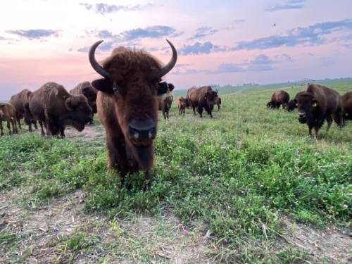 A herd of bison grazing in a green field under a colorful sunset sky.