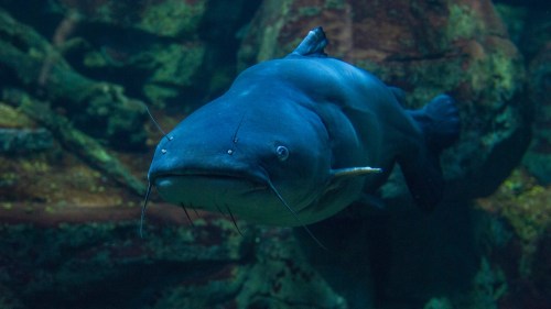 A large catfish swimming in an aquarium, showcasing its whisker-like barbels and smooth, blue-gray body.