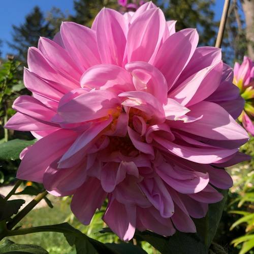 A close-up of a large pink dahlia flower in full bloom, surrounded by green leaves and a clear blue sky.