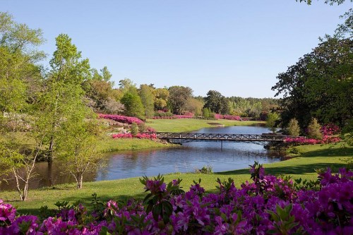 A serene landscape featuring a pond, a wooden bridge, and vibrant azaleas in bloom under a clear blue sky.