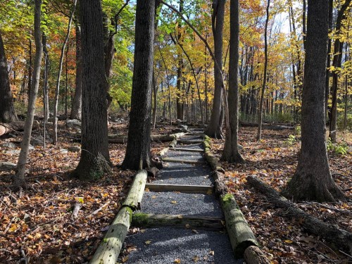 A winding path through a forest with autumn leaves, surrounded by tall trees and fallen branches.