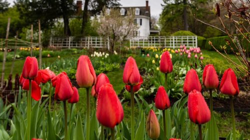A garden filled with vibrant red tulips in the foreground, with a historic house and colorful flowers in the background.