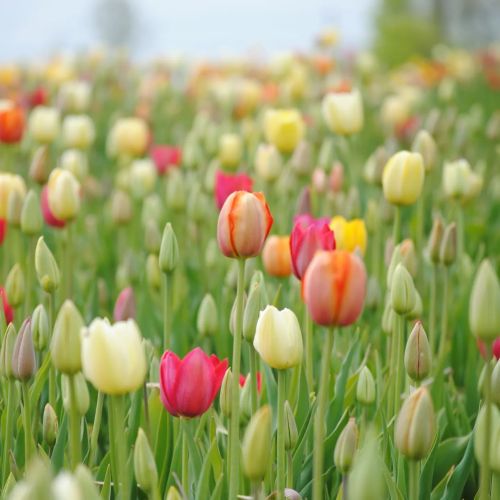 A vibrant field of blooming tulips in various colors, including red, yellow, and white, against a soft green background.