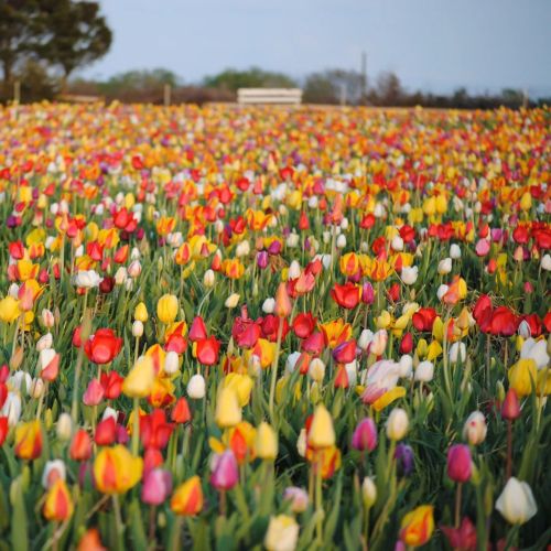 A vibrant field of multicolored tulips in full bloom under a clear sky.