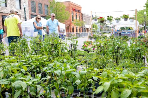 A vibrant market scene with people browsing a variety of potted plants and flowers under tents.