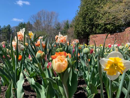 A vibrant garden filled with blooming tulips and daffodils under a clear blue sky.