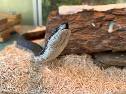 A close-up of a snake with a patterned body, resting on a bed of wood shavings near a log.