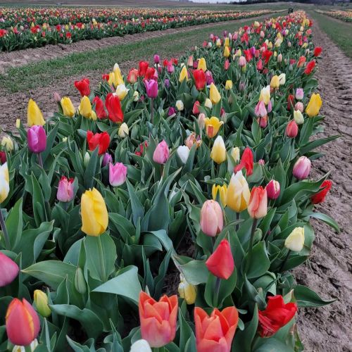 A vibrant field of blooming tulips in various colors, including red, yellow, and pink, stretching into the distance.