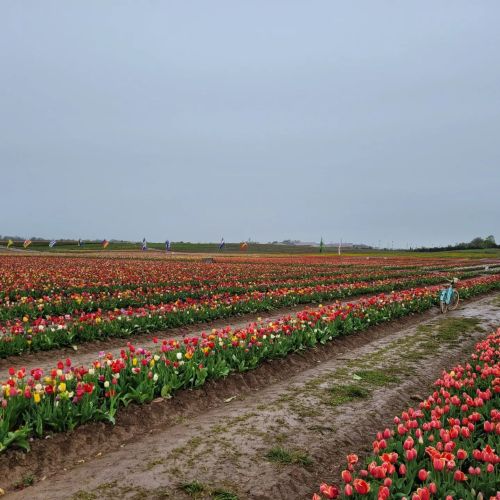 A vibrant field of tulips in various colors stretches across the landscape under a cloudy sky.