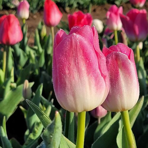 Close-up of pink and white tulips with dew drops, surrounded by a field of blooming flowers.