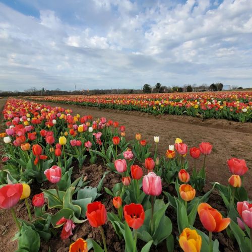 A vibrant field of blooming tulips in various colors under a partly cloudy sky.
