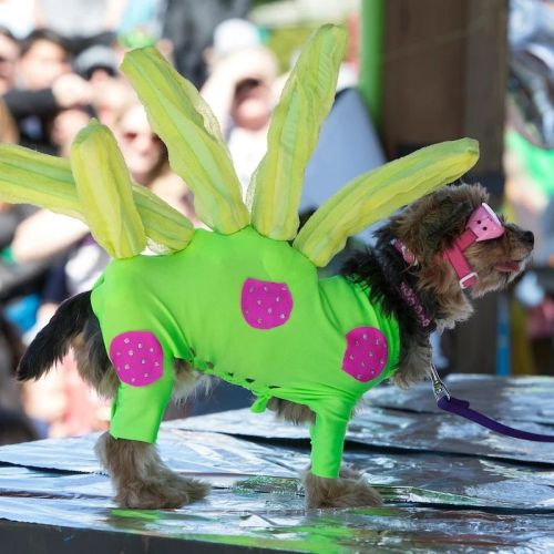A small dog in a bright green costume with banana-like spikes and pink spots, standing on a table at an event.