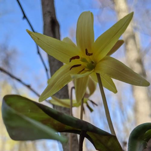 A close-up of a yellow flower with slender petals and dark markings, set against a blurred background of trees and sky.