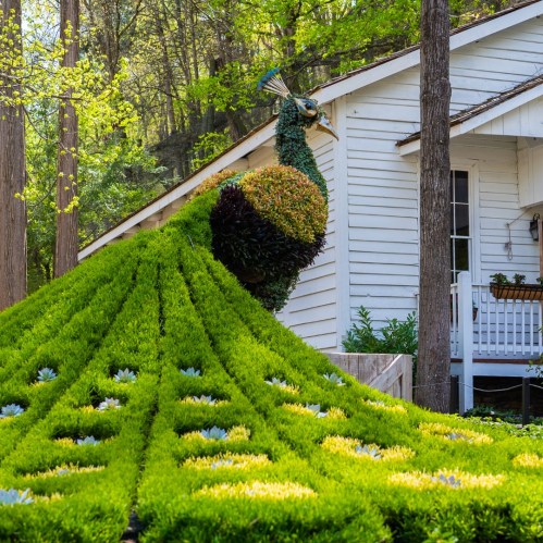 A large, vibrant peacock topiary made of greenery stands in front of a white house, surrounded by lush plants.