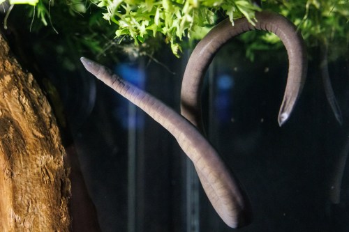 A long, slender eel-like creature swimming near green foliage in a tank.