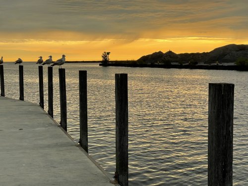 Seagulls perched on wooden posts by a calm waterway at sunset, with a golden sky and rocky landscape in the background.