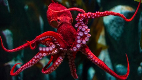 A vibrant red octopus with extended tentacles swimming in a colorful underwater environment.