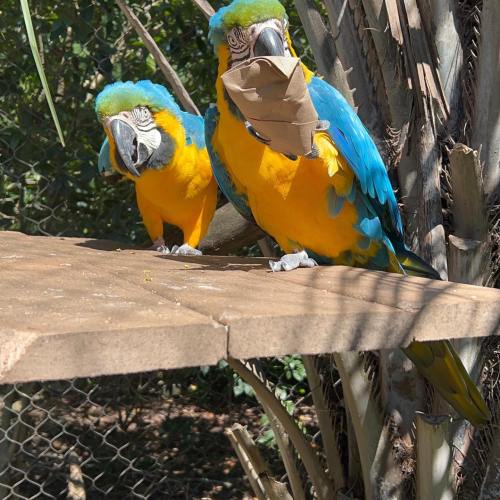 Two colorful macaws perched on a wooden ledge, one holding a piece of brown paper in its beak.
