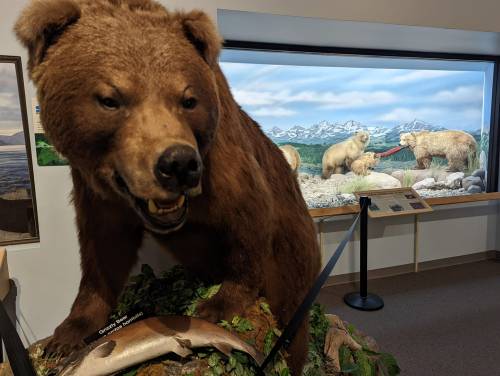 A lifelike bear taxidermy display with a scenic background of bears in nature, featuring a fish at its feet.
