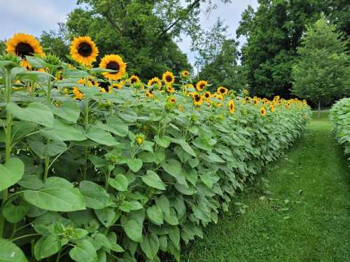 A vibrant field of sunflowers lines a grassy path, surrounded by lush green trees under a cloudy sky.