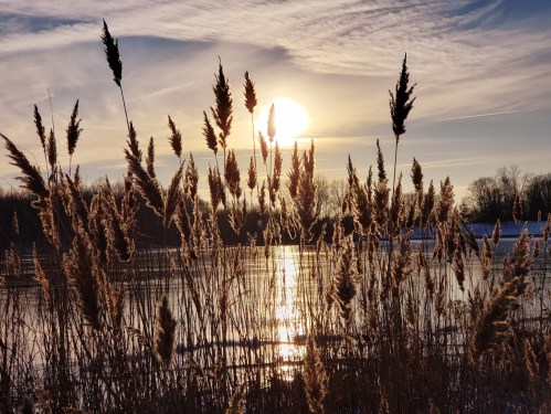 Sunset over a calm lake, with tall grasses silhouetted in the foreground against a colorful sky.