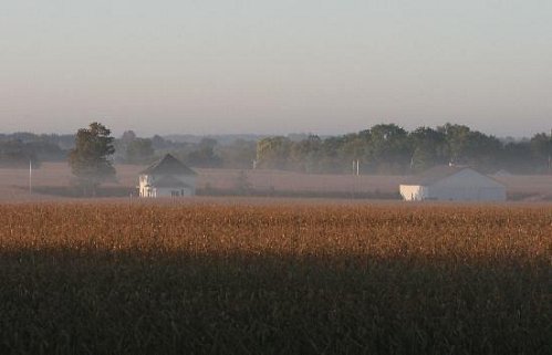 A misty morning landscape featuring two houses surrounded by golden cornfields and distant trees.
