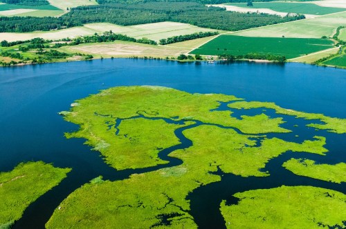 Aerial view of a lush green wetland with winding waterways, surrounded by fields and forests.